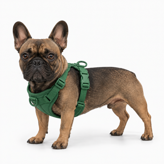 Arnés para bulldog francés