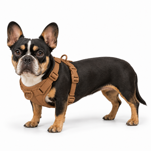 Harnais Frenchie