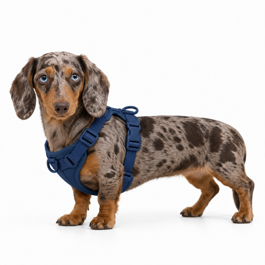 Dachshund Harness