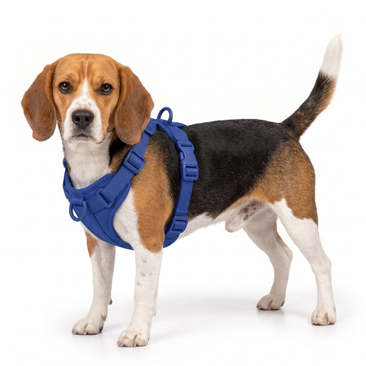 Beagle harness - royal blue