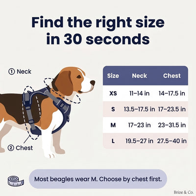 Beagle harness size guide