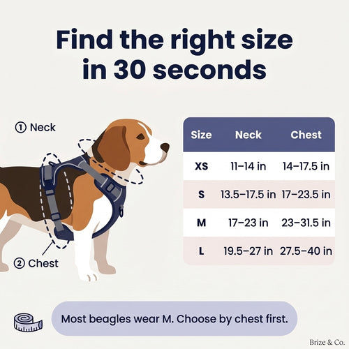 Beagle Harness
