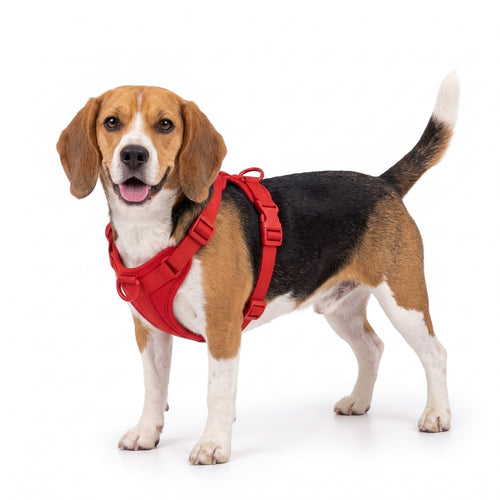 Beagle Harness