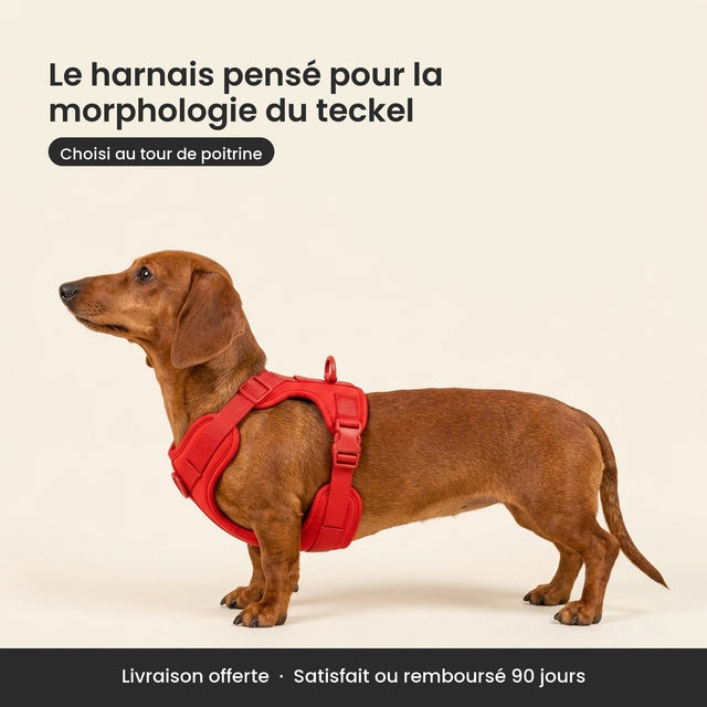 Harnais Brize pensé pour la morphologie du teckel