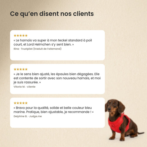 Dachshund Harness