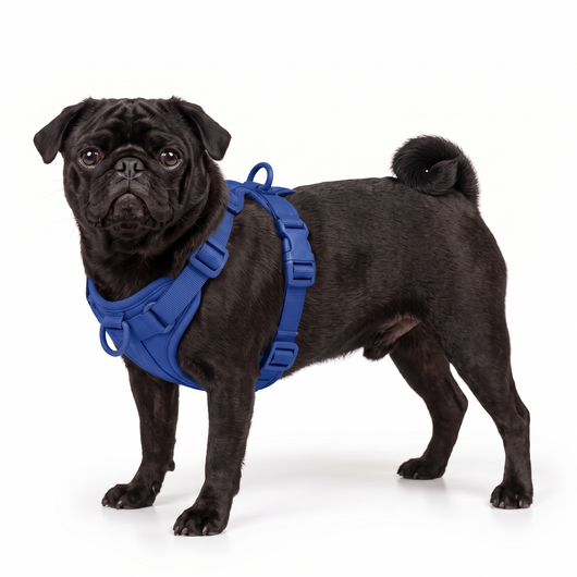 Carlin harnais bleu royal