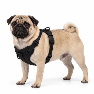 Carlin harnais noir
