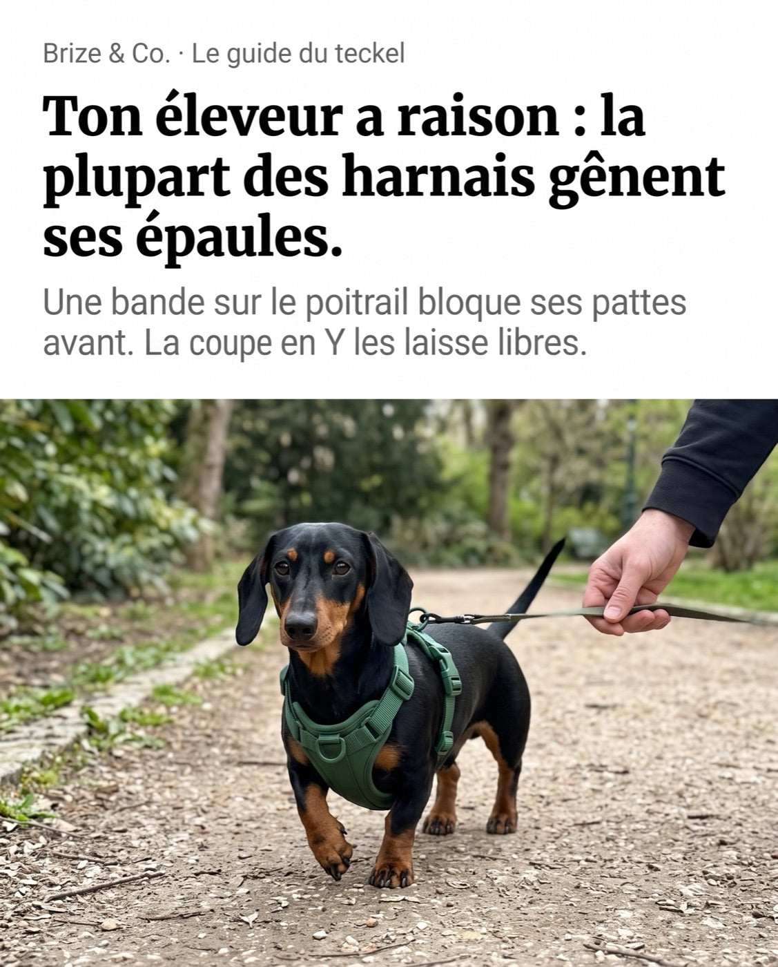 Teckel avec harnais en Y vert forêt, épaules libres