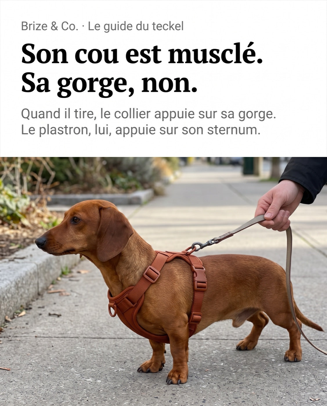 Teckel de profil, plastron du harnais posé sur le sternum, gorge libre