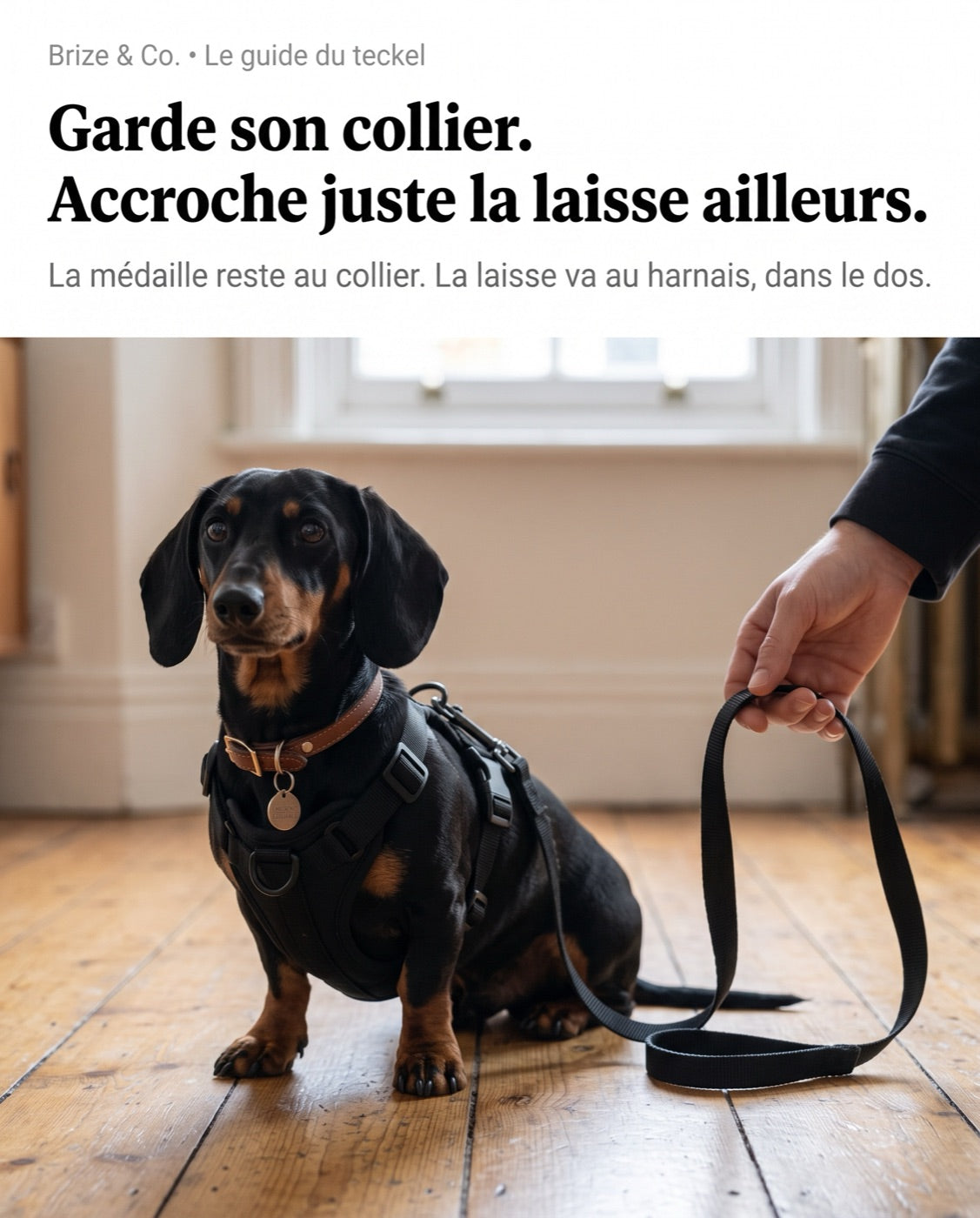 Teckel qui garde son collier, laisse accrochée au dos du harnais noir